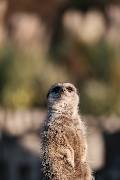 Cute meerkat with blurred wall