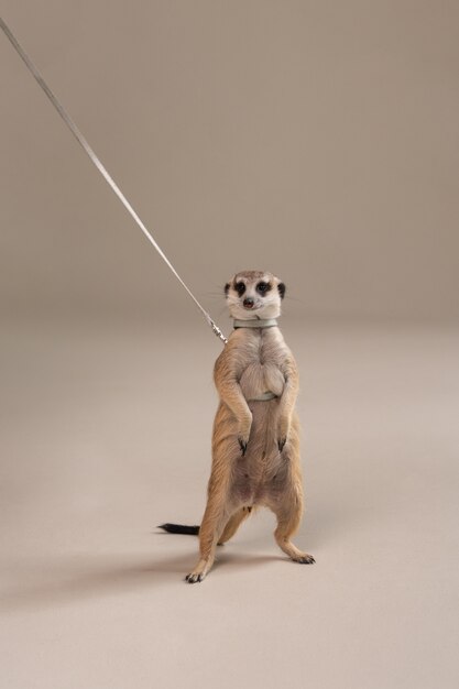 Cute meerkat with leash in studio