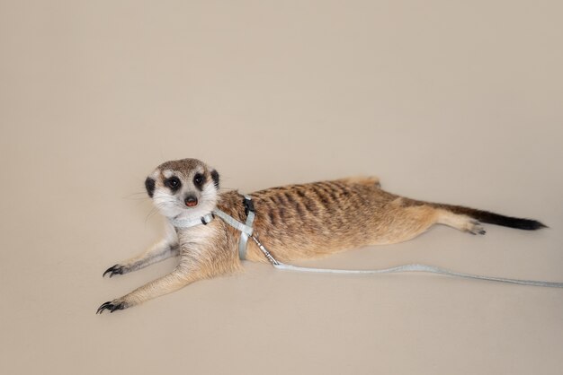 Cute meerkat with leash in studio