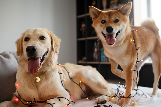 Cute messy dogs with lights on couch