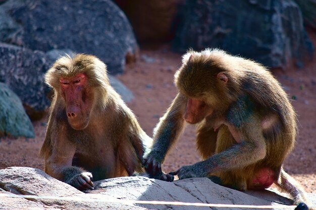 Cute monkeys playing around near rock formations on a sunny day