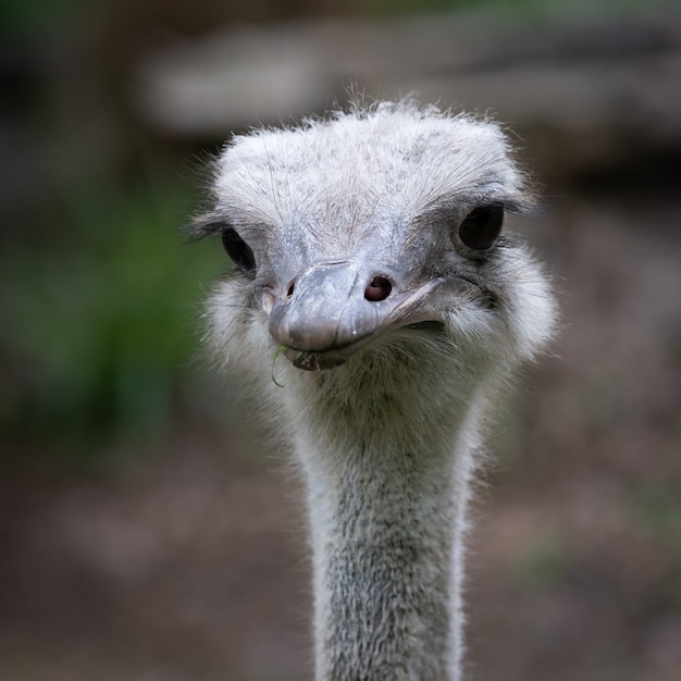 Cute ostrich head closeup portrait