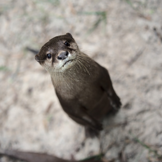 Cute otter looking to the camera
