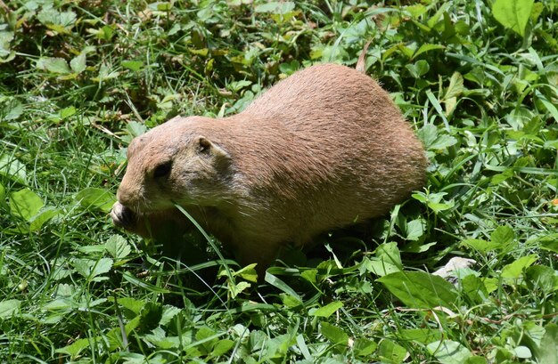 Cute overweight prairie dog eating green grass.