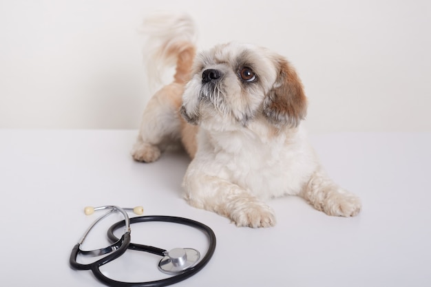 Free photo cute pekingese dog lying on table with stethoscope in veterinary clinic