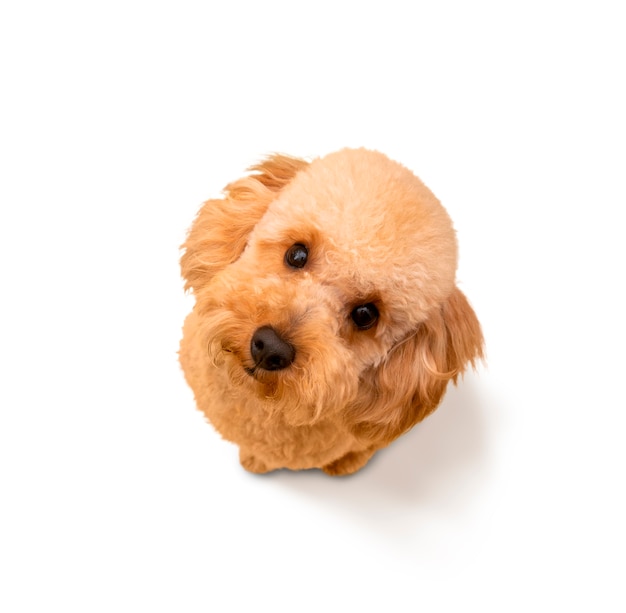 Cute pet collage isolated