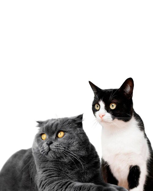Cute pet collage isolated
