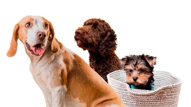 cute pet collage isolated