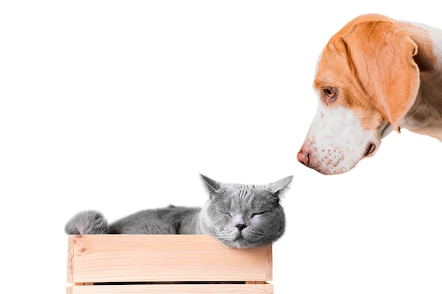 Cute pet collage isolated