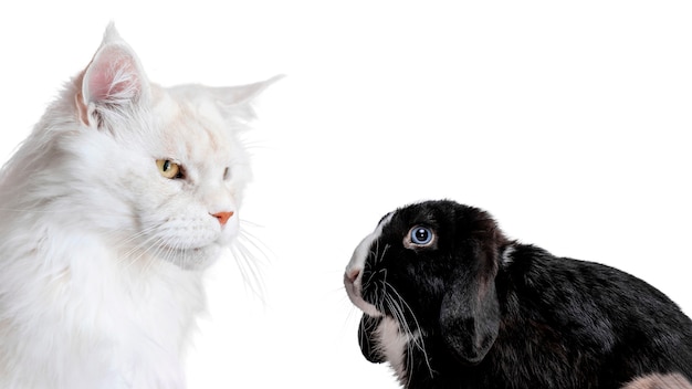 cute pet collage isolated