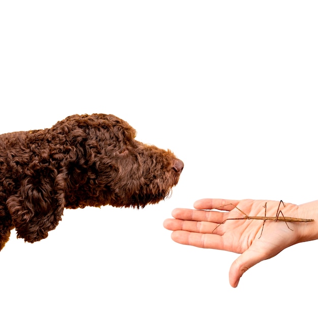 Cute pet collage isolated