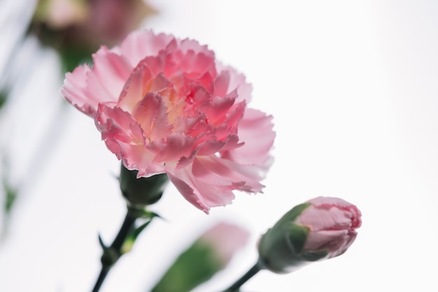Симпатичные розовые цветы