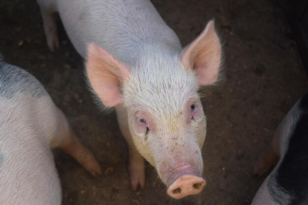 A cute pink piglet looking up from his pen.