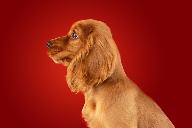 무료 사진 귀여운 장난 화이트 브라운 강아지 또는 애완 동물 빨간색에 고립
