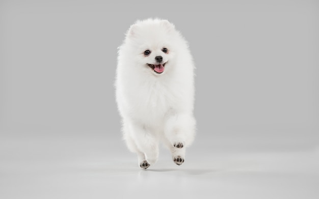 Foto gratuita cagnolino bianco giocoso carino o animale domestico che gioca su studio grigio