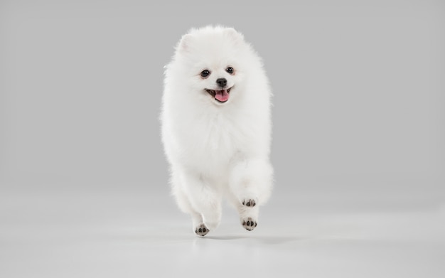 회색 스튜디오에서 재생 귀여운 장난 흰색 강아지 또는 애완 동물