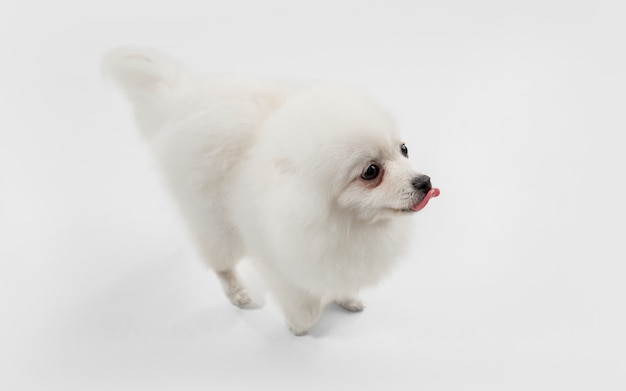 Cute playful white doggy or pet playing on grey studio