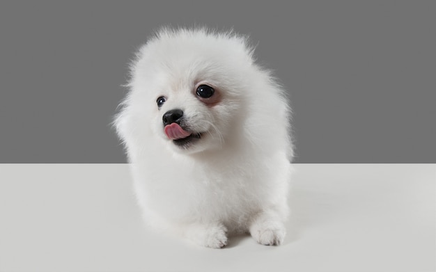 회색 스튜디오에서 재생 귀여운 장난 흰색 강아지 또는 애완 동물
