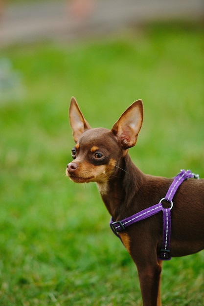 Cute Prague ratter playing outdoors at daytime