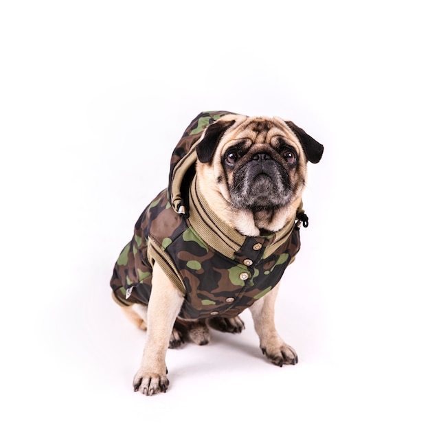 Cute pug in army clothes