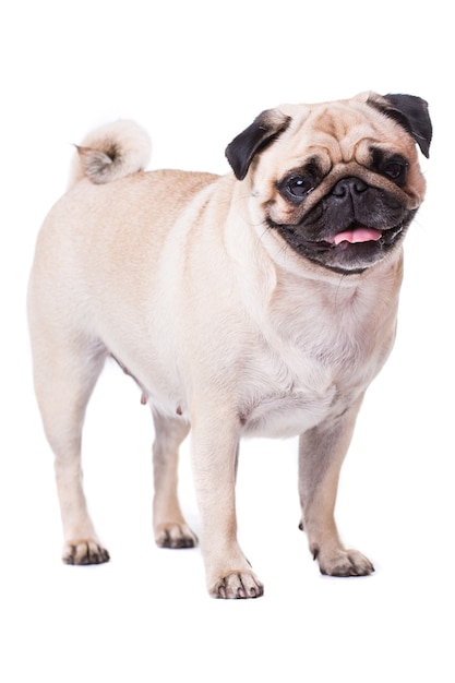 Cute Pug dog isolated on a white wall