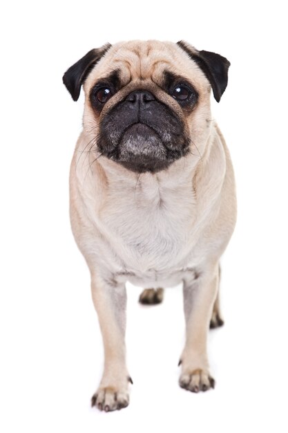 Cute Pug dog isolated on a white wall