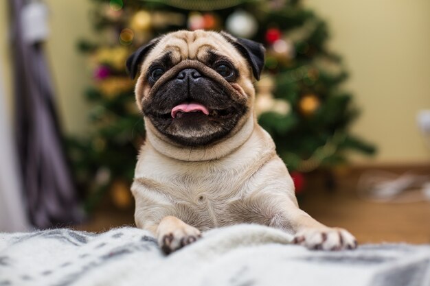 Cute Pug Laying Down on Couch at home