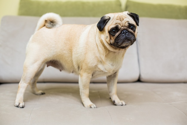 Cute Pug Laying Down on Couch at home