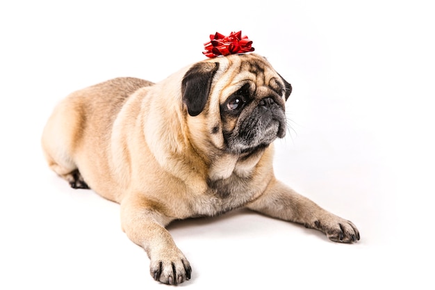 Free photo cute pug laying with bow on head