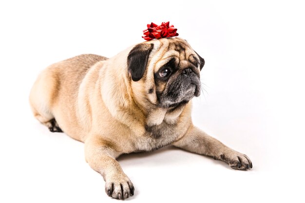Cute pug laying with bow on head