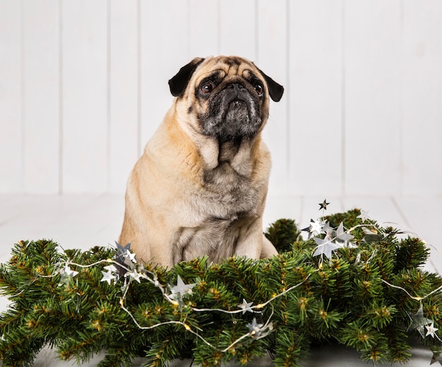 Cute pug near pine branches decoration