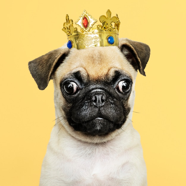 Милый щенок Мопса в золотой короне