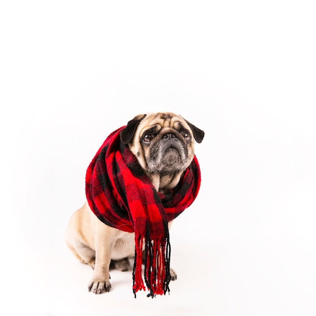 Cute pug sitting with scarf