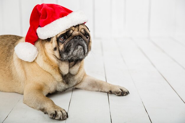 Cute pug wearing santa hat