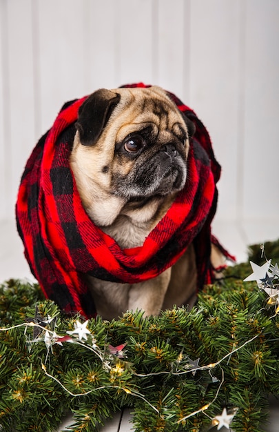 Free photo cute pug wearing scarf near pine branches decoration