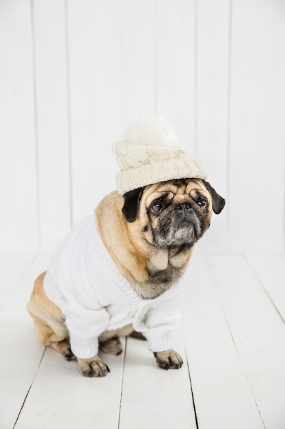 Free photo cute pug wearing white sweater  and hat