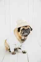 Free photo cute pug wearing white sweater  and hat