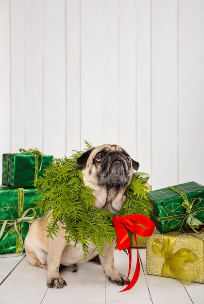 Free photo cute pug wearing wreath decoration around the neck near presents