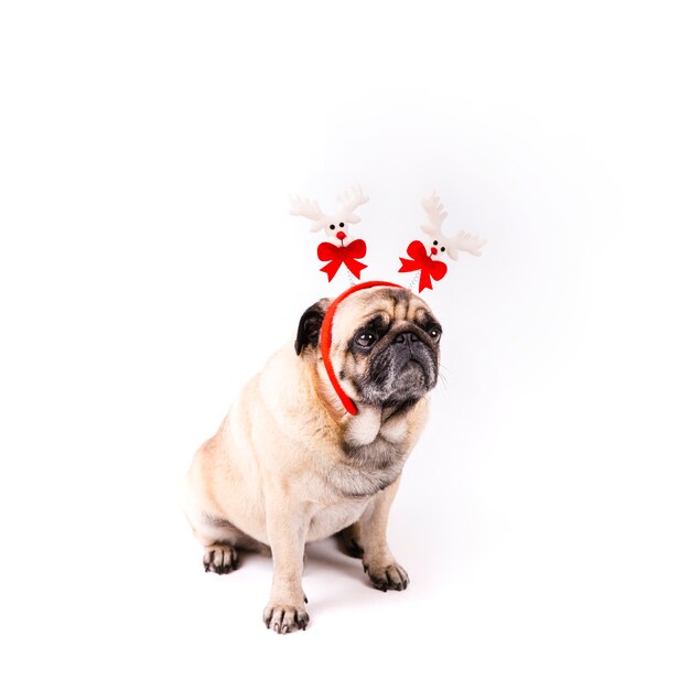 Cute pug with christmas headband