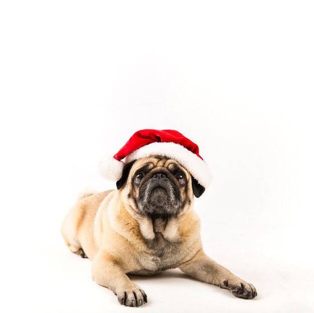 Cute pug with santa hat laying