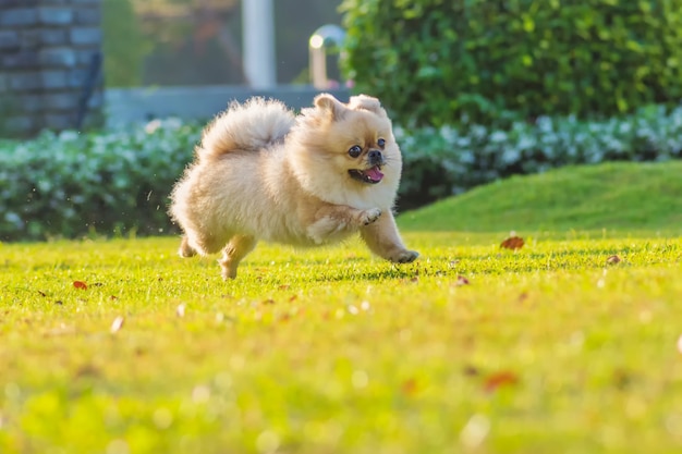 Cute puppies pomeranian mixed breed pekingese dog run on the grass with happiness
