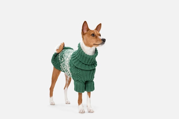 Free photo cute puppy of basenji dog posing in green sweater isolated over white background