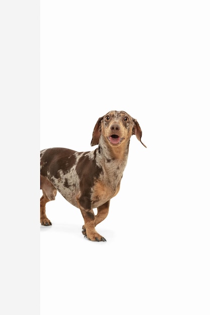 Cute puppy of Dachshund dog posing isolated over white background