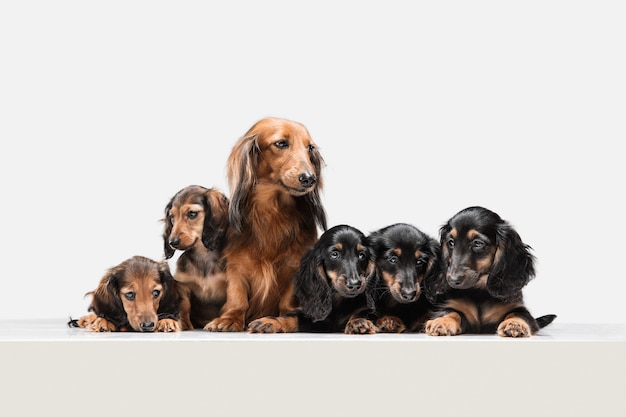 Cute puppy dachshund dog posing isolated over white wall