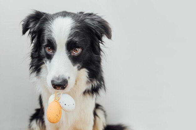 屋内のソファでかわいい子犬の犬のボーダーコリーの面白い肖像画 プレミアム写真