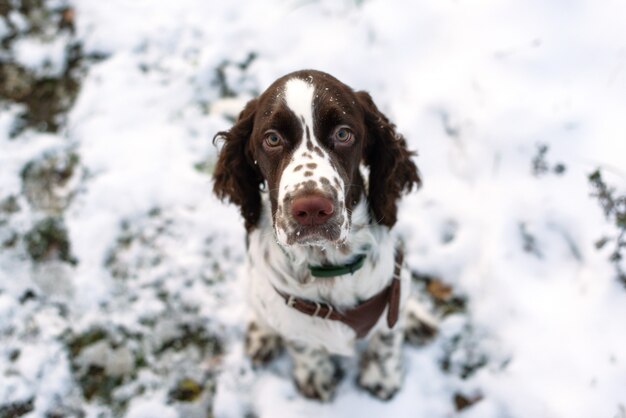 English Springer Spaniel Free Vectors Stock Photos Psd