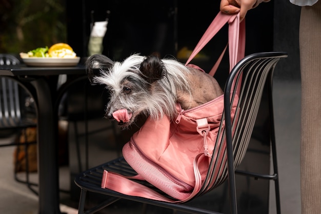 Бесплатное фото Симпатичный щенок в сумке на улице