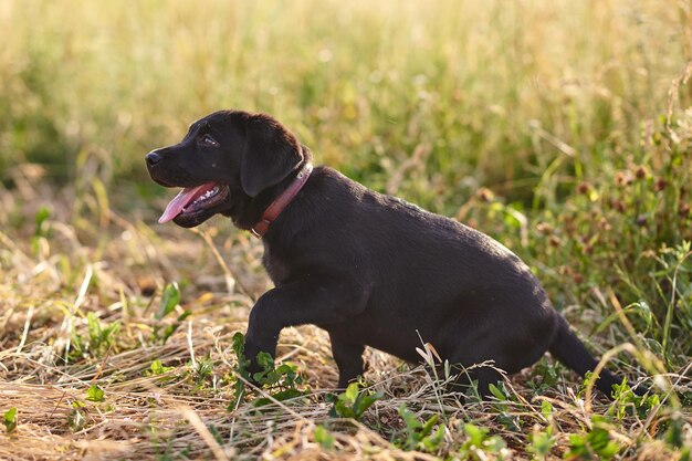 Cute puppy labrador black color tongue sticking out sitting on the grass