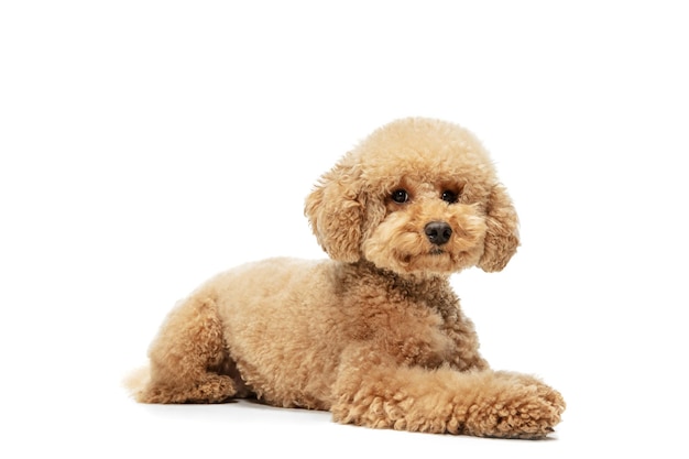 Cute puppy of Maltipoo dog posing calmly lying isolated over white studio background Domestic animal