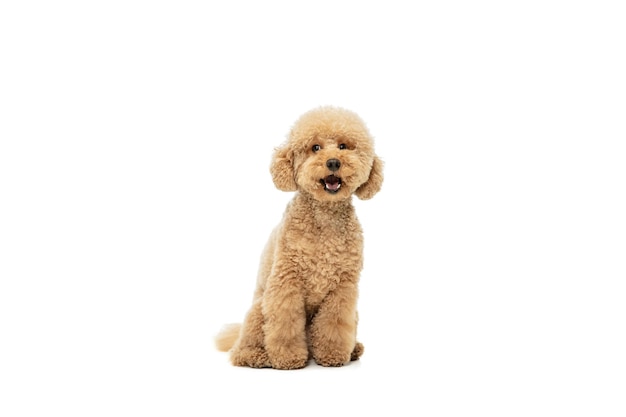 Cute puppy of Maltipoo dog posing isolated over white background